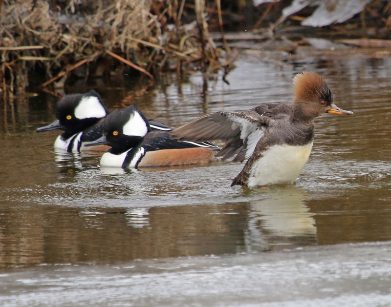 merganser hoodie.jpg