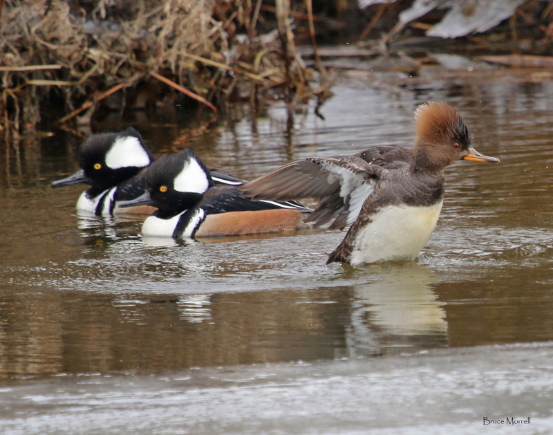 merganser hoodie3_signed.jpg