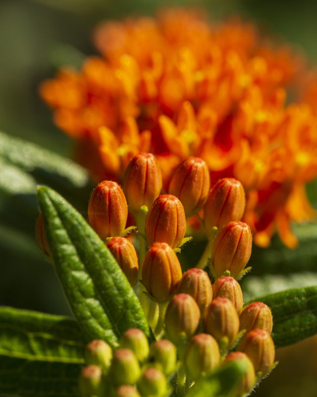 milkweed Flower_576A6811 8x10 11x14 16x20 30x40(1).jpg