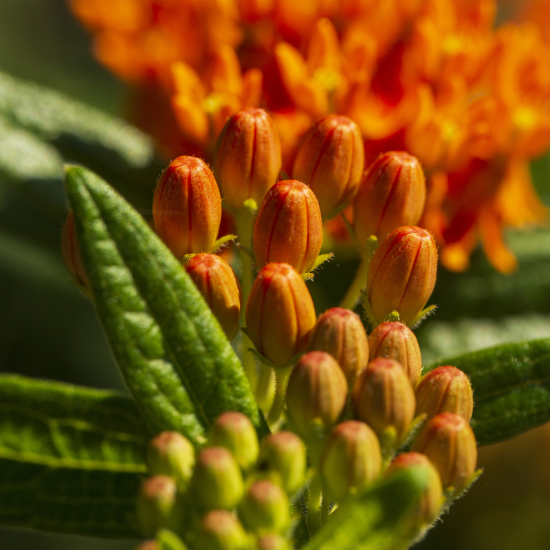 milkweed Flower_576A6811 square(1).jpg