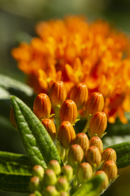 milkweed flower_576A6811 8x12 12x18 16x24 20x30 24x36(1).jpg