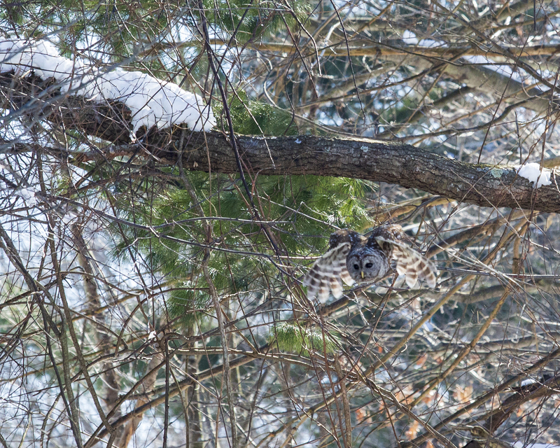 owl_8x10_576A6615.jpg
