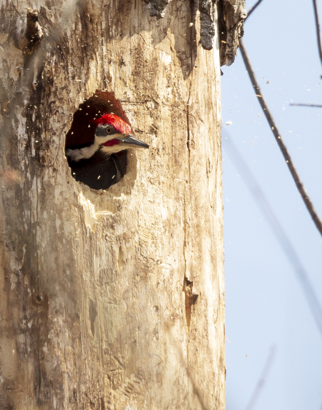 piliated woodpecker_576A5563.jpg