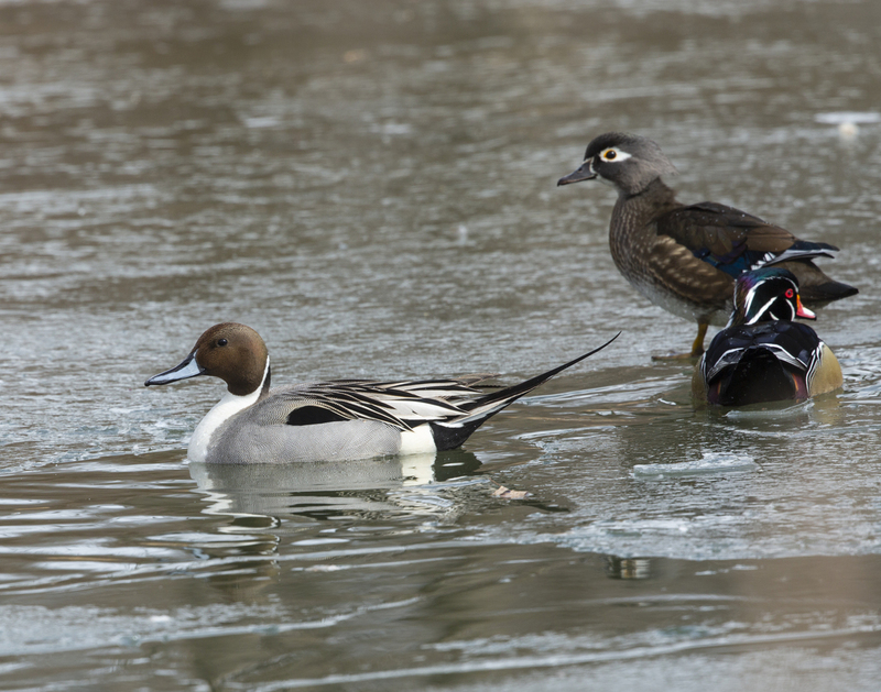 pintail_576A6877_jpg.jpg