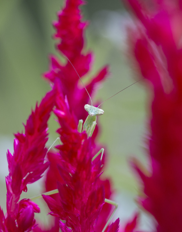 praying mantis_023(1).jpg