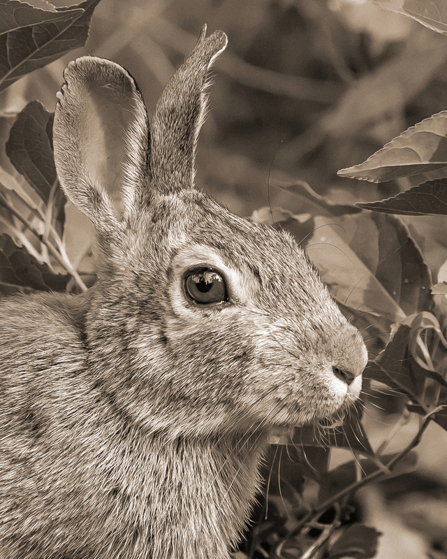 rabbit_003_BW.jpg
