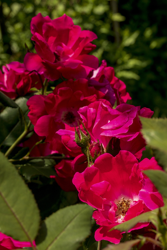 redrose_12x18_2M0A2004.jpg