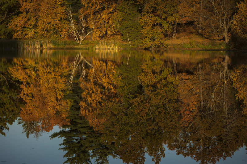 reflections_2M0A9036(1).jpg