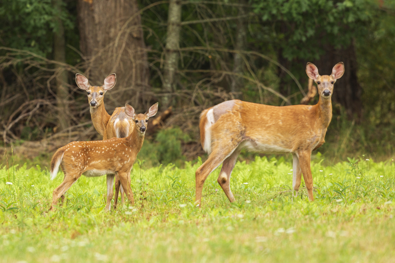 summer deer_576A7784H.jpg