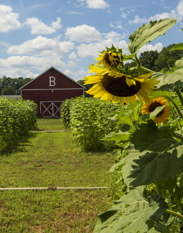 sun flower_576A7284(2).jpg