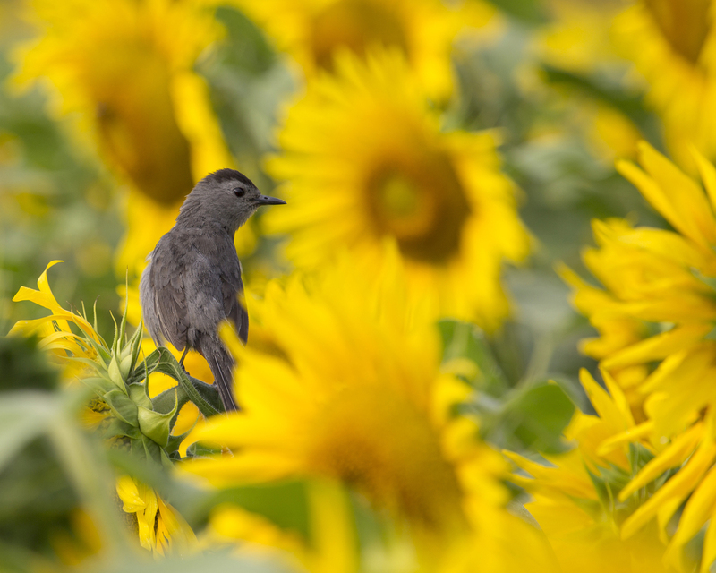 sunflower and catbird_042 8x10 11x14 16x20.jpg