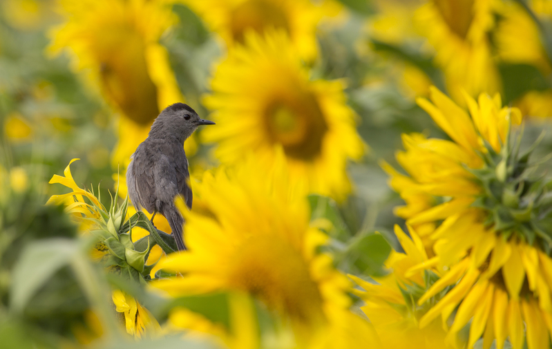 sunflower and catbird_042.jpg