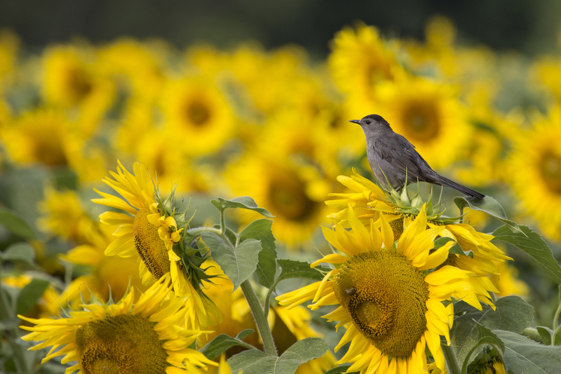sunflower and catbird_045 8x12 12x18 16x24 20x30 24x36(1).jpg