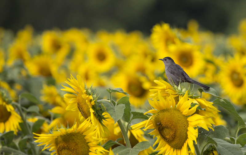 sunflower and catbird_045.jpg