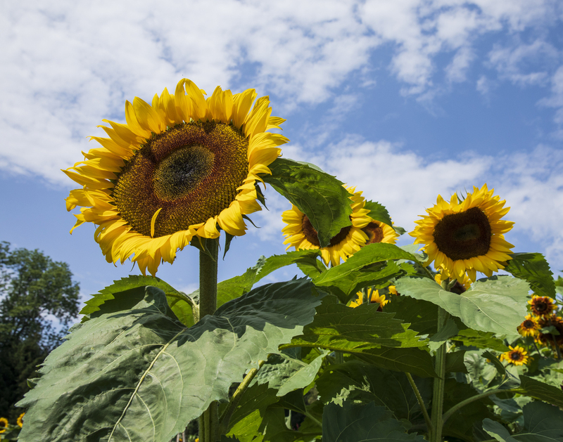 sunflower_11x14_2M0A5700.jpg