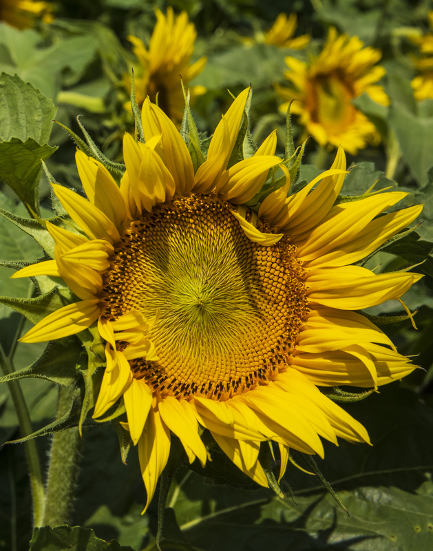 sunflower_11x14_2M0A5715.jpg