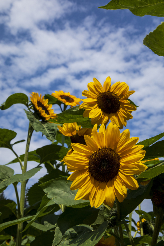 sunflower_12x18_2M0A5695.jpg