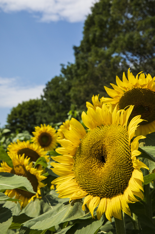 sunflower_12x18_2M0A5707.jpg