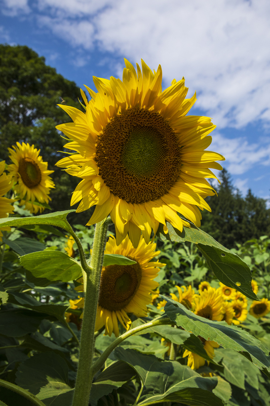 sunflower_16x24_2M0A5711.jpg