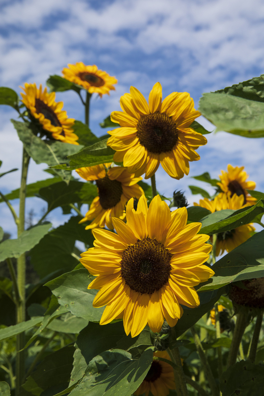 sunflower_16x32_2M0A5693.jpg
