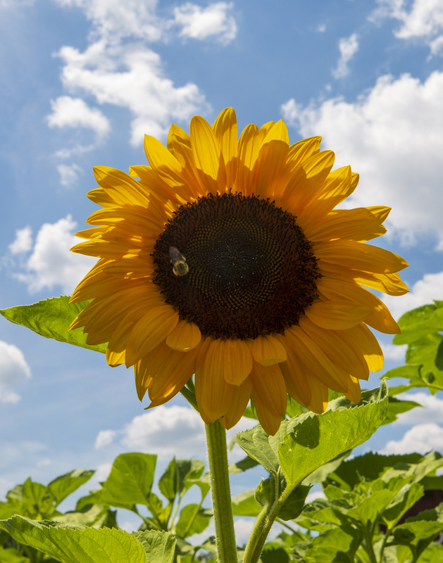 sunflower_576A7287 8x10 11x14 16x20 30x40(1).jpg