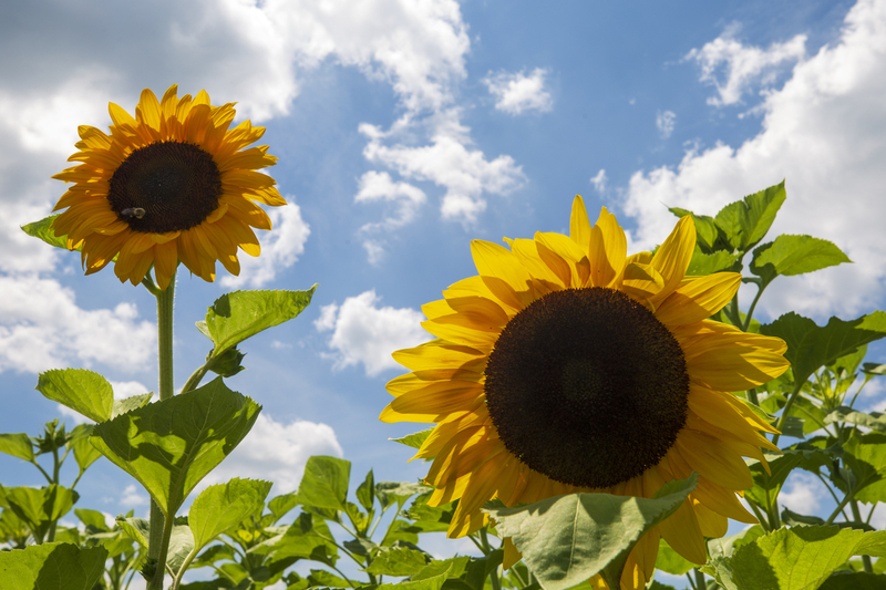 sunflower_576A7289 8x12 12x18 16x24 20x30 24x36(1).jpg