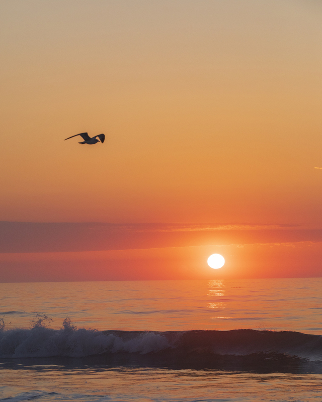sunrise_2M0A0860_seagull_8x10.jpg