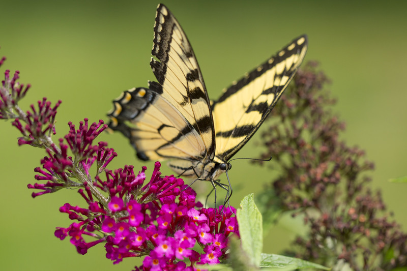 swallowtail 12x18.jpg