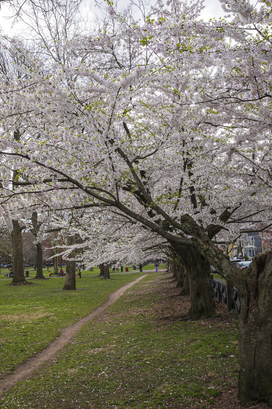 trees_2M0A6665.jpg