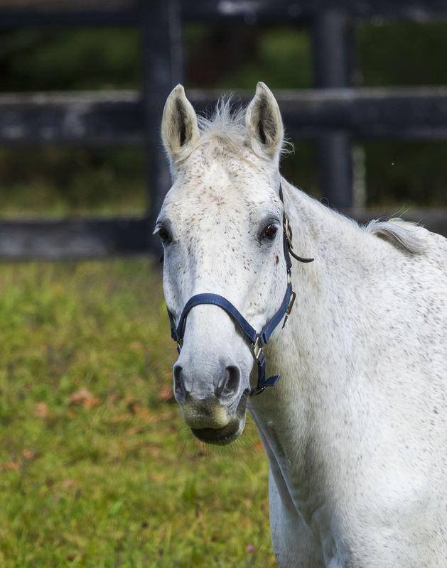 white horse_11x14_2M0A8219.jpg