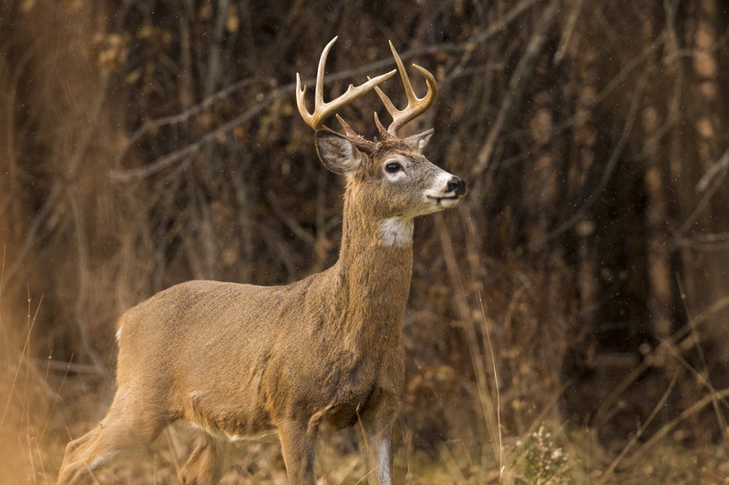 winter Deer_576A3015.jpg