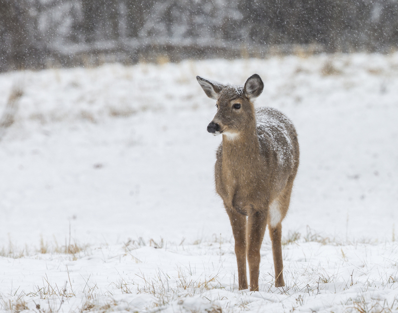 winter Deer_576A5675.jpg
