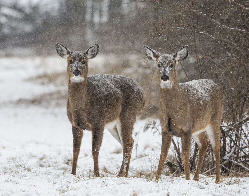 winter Deer_576A5710.jpg