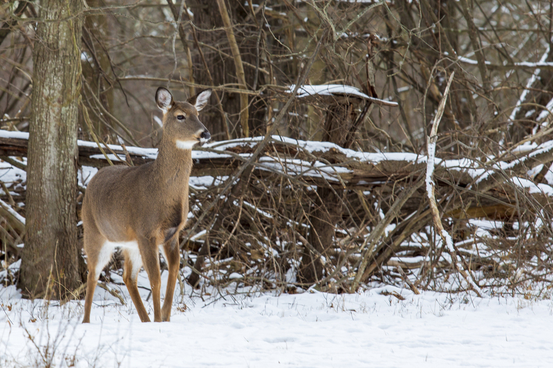 winter Deer_576A5844.jpg