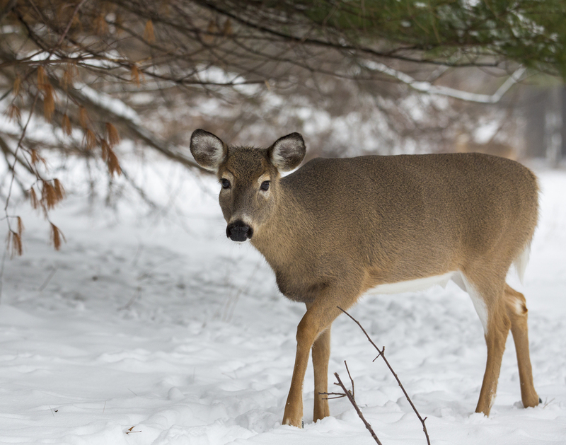 winter deer 576A2046 11x14 16x20 30x40.jpg