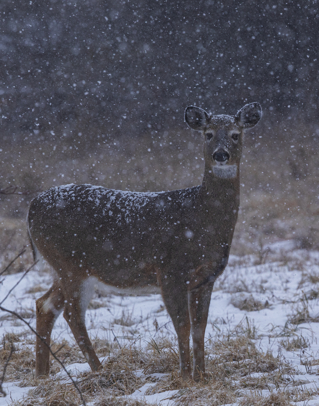 winter deer_2M0A9805.jpg