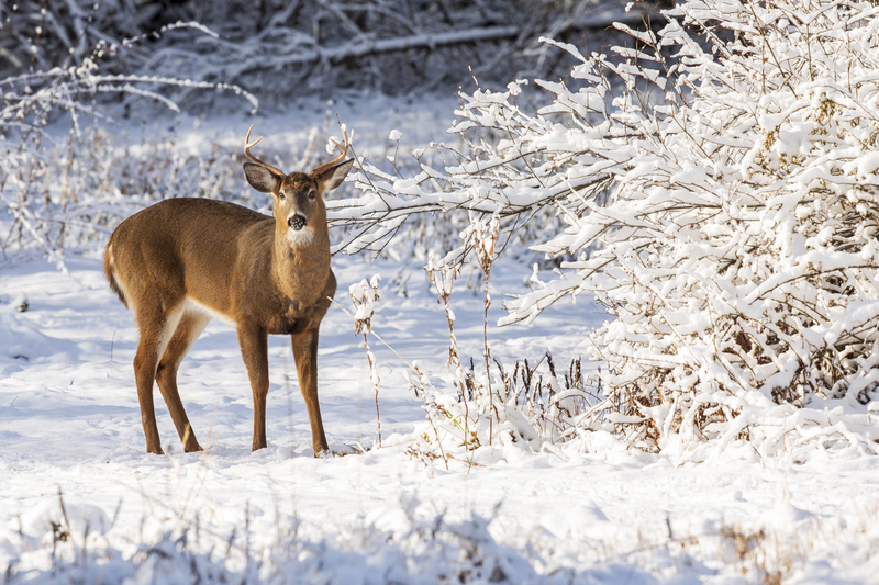 winter deer_576A2916P.jpg