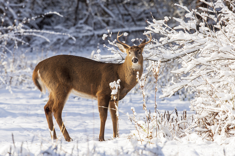 winter deer_576A2920.jpg