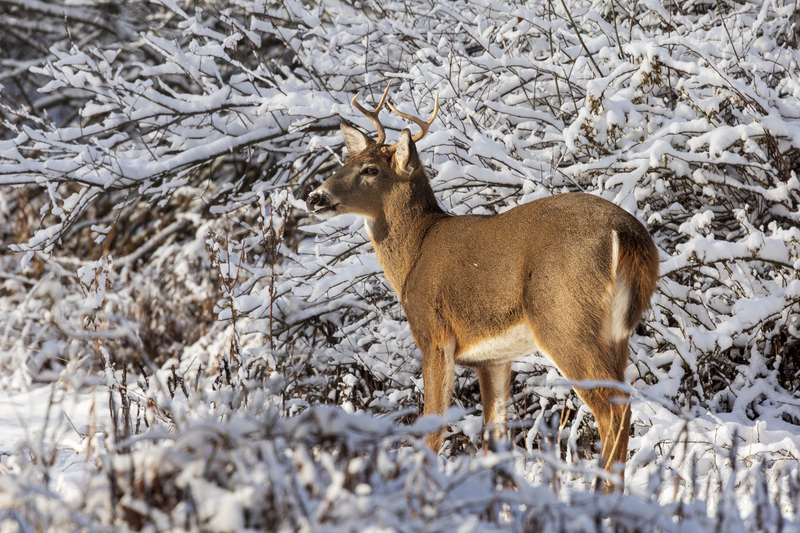 winter deer_576A2968.jpg