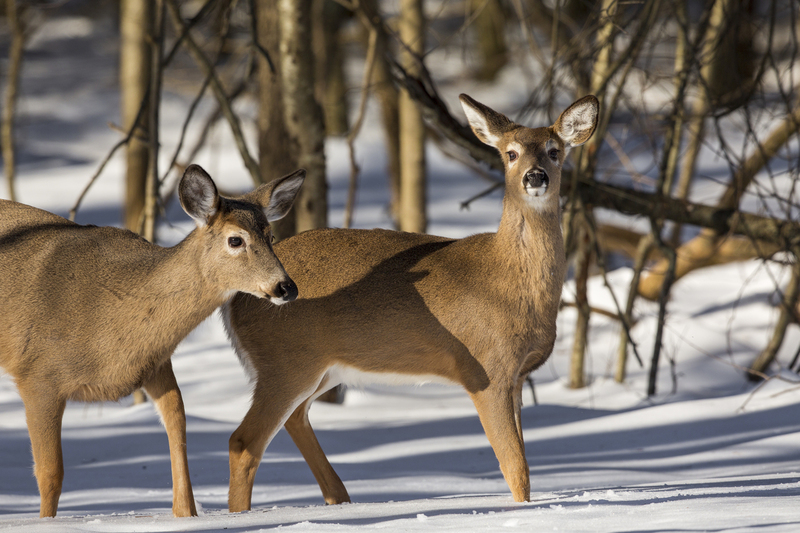 winter deer_576A3239.jpg