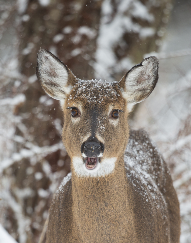 winter deer_576A5088.jpg