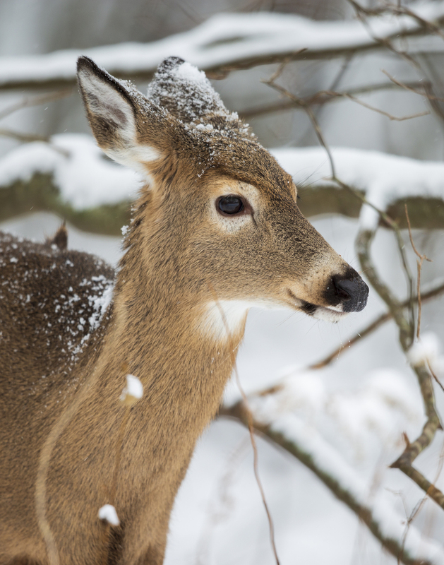 winter deer_576A5093.jpg