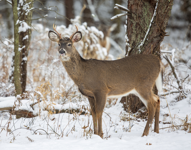 winter deer_576A5115.jpg