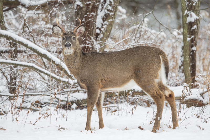 winter deer_576A5135.jpg