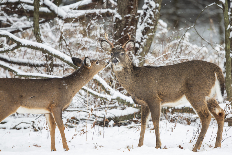 winter deer_576A5144.jpg