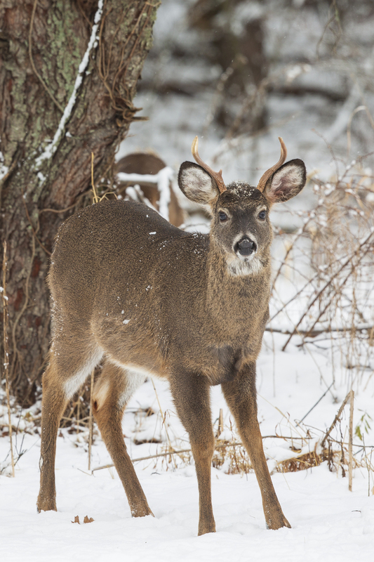 winter deer_576A5207.jpg