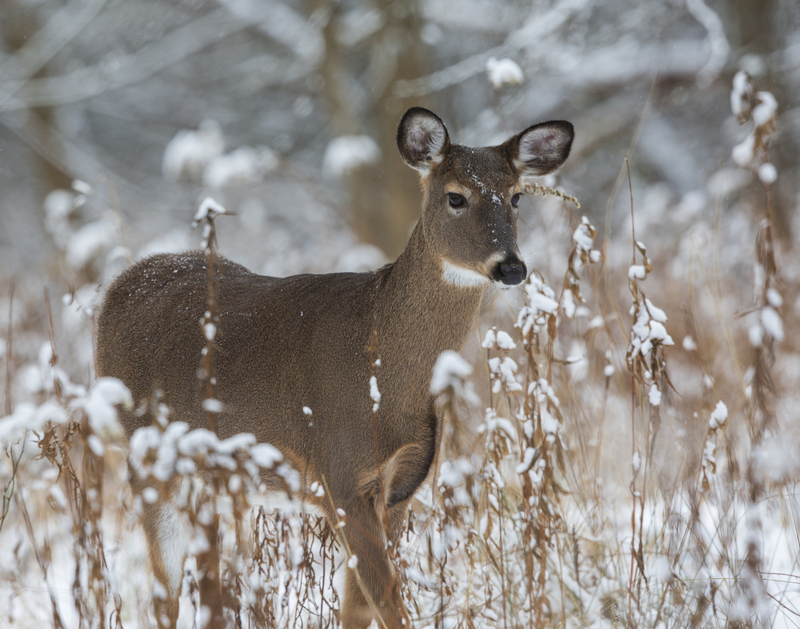 winter deer_576A5232.jpg