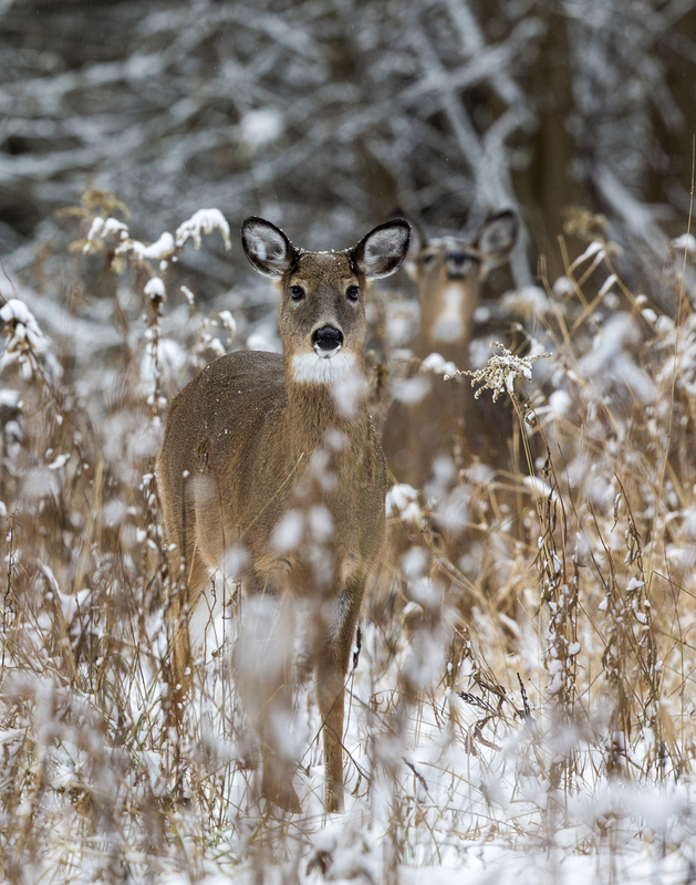winter deer_576A5253.jpg