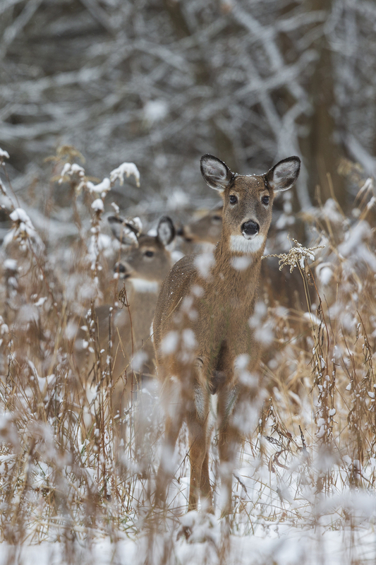 winter deer_576A5255.jpg