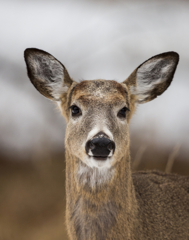 winter deer_576A5453.jpg